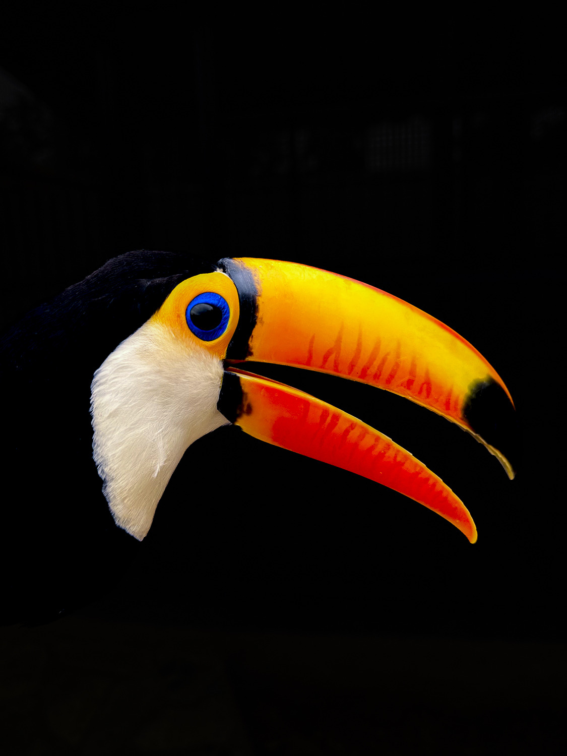 Tucano